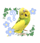 セキセイインコのかぼすちゃん！（個別スタンプ：5）