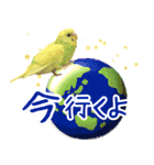 セキセイインコのかぼすちゃん！（個別スタンプ：6）