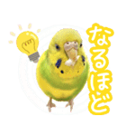 セキセイインコのかぼすちゃん！（個別スタンプ：7）