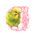 セキセイインコのかぼすちゃん！（個別スタンプ：8）