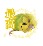 セキセイインコのかぼすちゃん！（個別スタンプ：9）