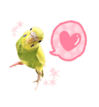 セキセイインコのかぼすちゃん！（個別スタンプ：10）