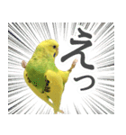 セキセイインコのかぼすちゃん！（個別スタンプ：11）