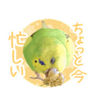 セキセイインコのかぼすちゃん！（個別スタンプ：12）