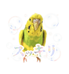 セキセイインコのかぼすちゃん！（個別スタンプ：13）