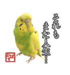 セキセイインコのかぼすちゃん！（個別スタンプ：14）