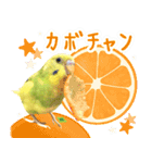 セキセイインコのかぼすちゃん！（個別スタンプ：15）