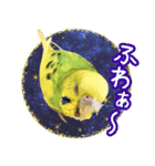 セキセイインコのかぼすちゃん！（個別スタンプ：16）