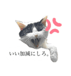 とってもかわいいニャンズたち（個別スタンプ：5）
