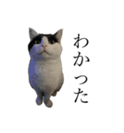 とってもかわいいニャンズたち（個別スタンプ：6）