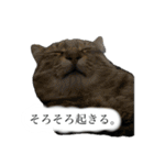 とってもかわいいニャンズたち（個別スタンプ：8）