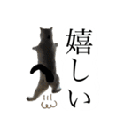 とってもかわいいニャンズたち（個別スタンプ：9）