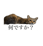 とってもかわいいニャンズたち（個別スタンプ：13）