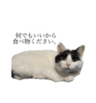 とってもかわいいニャンズたち（個別スタンプ：14）