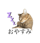 とってもかわいいニャンズたち（個別スタンプ：16）