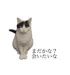 とってもかわいいニャンズたち（個別スタンプ：20）