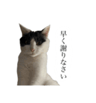 とってもかわいいニャンズたち（個別スタンプ：21）