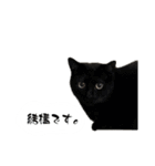 とってもかわいいニャンズたち（個別スタンプ：22）