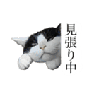 とってもかわいいニャンズたち（個別スタンプ：23）