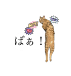 とってもかわいいニャンズたち（個別スタンプ：27）