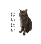 とってもかわいいニャンズたち（個別スタンプ：30）