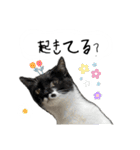 とってもかわいいニャンズたち（個別スタンプ：31）