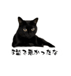 とってもかわいいニャンズたち（個別スタンプ：33）