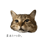 とってもかわいいニャンズたち（個別スタンプ：36）