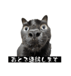 とってもかわいいニャンズたち（個別スタンプ：37）