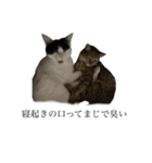 とってもかわいいニャンズたち（個別スタンプ：39）