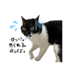 とってもかわいいニャンズたち（個別スタンプ：40）