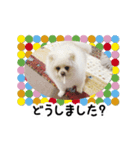 マダム洋子の愛犬 ペコちゃんのCLOSET（個別スタンプ：8）