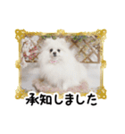 マダム洋子の愛犬 ペコちゃんのCLOSET（個別スタンプ：12）