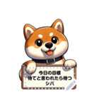 柴犬のメッセージスタンプ V1.1（個別スタンプ：10）