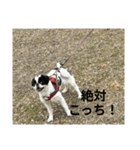 僕の犬の子！！こまちゃん      3（個別スタンプ：4）