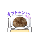 ねこするめ（個別スタンプ：5）