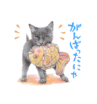 いつだってお猫様（個別スタンプ：19）