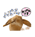 ホーランドロップイヤーはる（個別スタンプ：10）