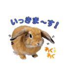 ホーランドロップイヤーはる（個別スタンプ：13）