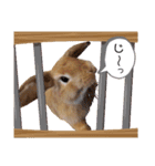 ホーランドロップイヤーはる（個別スタンプ：20）