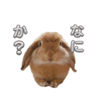 ホーランドロップイヤーはる（個別スタンプ：21）