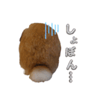 ホーランドロップイヤーはる（個別スタンプ：25）