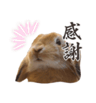 ホーランドロップイヤーはる（個別スタンプ：26）