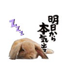 ホーランドロップイヤーはる（個別スタンプ：27）