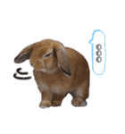 ホーランドロップイヤーはる（個別スタンプ：28）