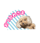ちまちゃんLINEスタンプ（個別スタンプ：2）