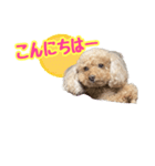 ちまちゃんLINEスタンプ（個別スタンプ：3）