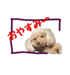 ちまちゃんLINEスタンプ（個別スタンプ：5）