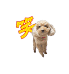 ちまちゃんLINEスタンプ（個別スタンプ：6）