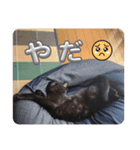 断るぐーたら猫（個別スタンプ：1）